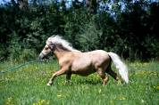 Shetland palomino 