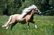 Shetland palomino 