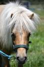 Shetland palomino 