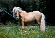 Shetland palomino 