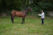 Cheval 5 ans ideal balade loisir chasse