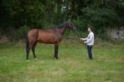 Cheval 5 ans ideal balade loisir chasse