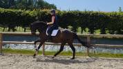 JUMENT DRESSAGE KWPN 5 ans