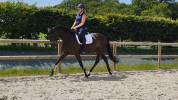 JUMENT DRESSAGE KWPN 5 ans