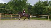 JUMENT DRESSAGE KWPN 5 ans