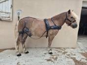 Vends HARNAIS ZILCO  ET ROUES MARATHON PONEYS 