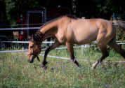 TOP génétiquepour dressage!