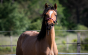 TOP génétiquepour dressage!