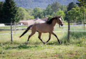 TOP génétiquepour dressage!