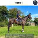 MAGNIFIQUE HONGRE AQPS NOIR - KOTCH - 4 ANS 