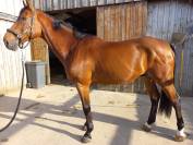 À VENDRE -sBs CHEVAL DE SPORT BELGE- HOUDINI DE VIRTON