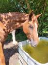 Musa pouliche de 2 ans ONC selle français 