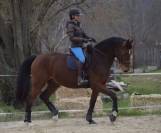 Hongre de dressage KWPN