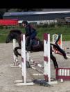 Poney de sport 4 ans 