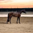 Poney de sport 4 ans 