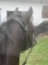 Poney de sport 4 ans 