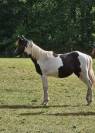 pouliche pp paint horse