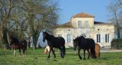 Pension au pré en Médoc (33)