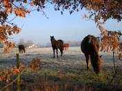 Pension au pré en Médoc (33)