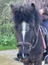 Lot 2 Poney C 