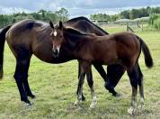 Foal mâle Conte Bellini X Socrate de Chivre 