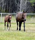 Foal mâle Conte Bellini X Socrate de Chivre 