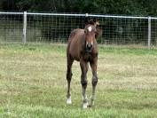 Foal mâle Conte Bellini X Socrate de Chivre 