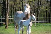 Poulinière Blue Eyes Chance - Smocky Grullo Tovero