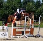 EXCELLENT PONEY DE SPORT 