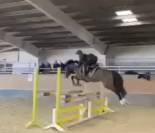 EXCELLENT PONEY DE SPORT 