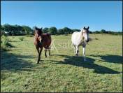 Propriété rurale - 12 ha de pâturages attenants