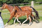 Foal mâle par Dollar du Rouet x Santander H 