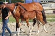 Foal mâle par Dollar du Rouet x Santander H 