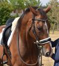 Dp balade/ dressage maisons laffitte