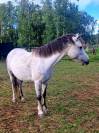 Vendre ponette pleine welsh Mountain pony