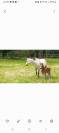 Vendre ponette pleine welsh Mountain pony