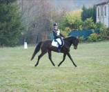 Cheval jument de sport selle français 