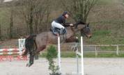 Cheval jument de sport selle français 