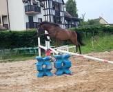 PONEY FRANCAIS DE SELLE 