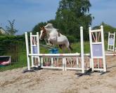 PONEY FRANCAIS DE SELLE