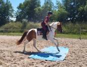 PONEY FRANCAIS DE SELLE