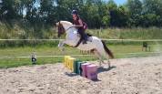 PONEY FRANCAIS DE SELLE