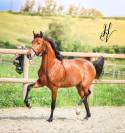 Pouliche de 2 ans par Vitalis x Apache 