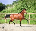 Pouliche de 2 ans par Vitalis x Apache 