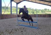 Juments 5 ans CSO CCE DRESSAGE