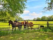 Propriété 11 ha avec installations équestres en Mayenne