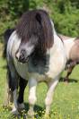 Etalon shetland PP pie blue roan