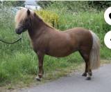 Ponette Shetland à vendre 