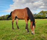 Hongre trotteur, 4 ans, gentil, pour loisir