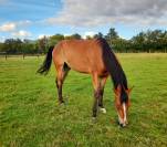 Hongre trotteur, 4 ans, gentil, pour loisir